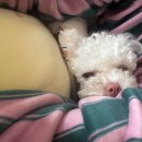 거여공원 화장실 | 미니비숑 살구와 함께하는 3월 둘째주 일상