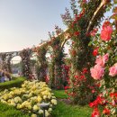 조선대학교 장미원 | 조선대학교 장미축제 장미원 로즈가든 마지막날 꽃상태