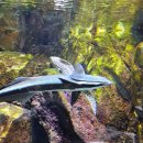 아쿠아수족관 | 하남 스타필드 카페드아쿠아 후기｜수족관 속 감성카페, 스타필드하남 이색카페 추천