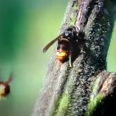 등검은 말벌이 잘 잡히는 유인액 만드는 법|효선이네 꿀벌농장 이미지