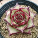 원종농장 이미지