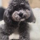 푸숑푸숑 | 푸숑 비숑푸들 강아지 키우기 현실 후기 초보 견주가 알아야 할 모든 것