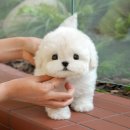 광주강아지분양 고양이분양 미유펫 본점 이미지