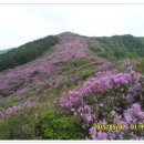 남원 봉화산 철쭉 벙개산행 이미지