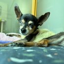 나을동물병원 이미지