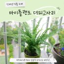 고사리재배 | 꼼꼼한 포장! 서비스도 가득! 재주문한 인터넷 식물 구매 플랜트메이트 더피고사리 구매 후기!