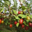 민수농장 이미지