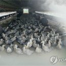 중열농장 네이버블로그
