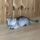 익산 고양이카페 아이캣유 네이버블로그