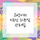플러스동물메디컬센터 | 영등포구동물병원 고양이 지루성 피부염 고민해결!