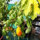 만화카페하늘 이미지