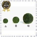 마리모 이미지