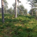 소나무숲 이미지