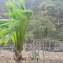 강준혁농장 Daum카페