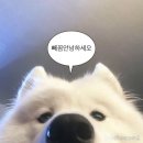 빼꼼안넝하세오