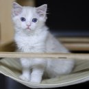 랙돌캐터리 분양 렉돌 고양이 성격, <b>개냥이</b> 품종 3개월 모습 크기 변화