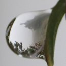 뽕나무에 착생하여 사는 벗나무(Cherry tree growing on a mulberry tree) 이미지