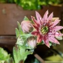 드리밍하우스 이미지