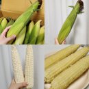 찰옥수수 구매 후기(아로농산) 및 옥수수 삶는 법, 옥수수 보관 방법