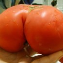 토메이