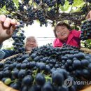 산머루 이미지