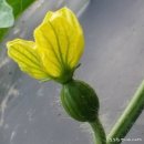 영이네농장 이미지