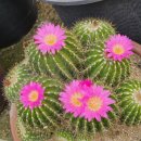 벧엘농원 이미지