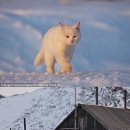 자신보다 큰 여우 쫓아내는 ‘시베리아 고양이’ 이미지