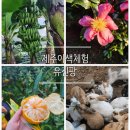 피어하우스나무(PEERHAUS) | 아이들이 제주 도착하자마자 찾는 바로 그곳 제주 이색 체험 감귤따기 동물 먹이주기 유진팡 완벽후기