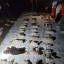 카라말티즈 이미지