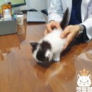 도봉-도봉-2429 | 의정부고양이분양 중요한 부분들 캣통령에서 알려드립니다!