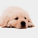 강아지사랑 이미지