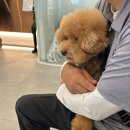 지동범 동물 안과 치과병원 이미지