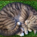 사랑의동물병원 이미지