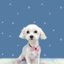 하얀이언니네 이미지