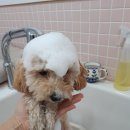 개깎쟁이 이미지