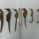 (주)해마