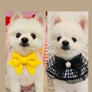 똥개언니 이미지