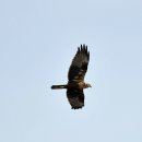 호곡리의 개구리매(Eastern marsh harrier) 이미지