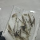 챠미뷰티 네이버블로그