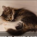 고양이 꿈, 고양이 먹이주는 꿈, 고양이 관련 꿈해몽 이미지