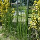 시청앞 공원 이미지