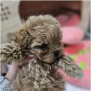 냥만스럽개 이미지