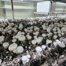 석성농장 이미지