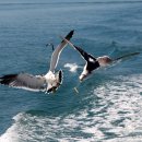 까멜리아 이미지