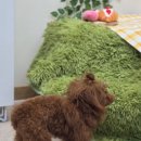 독독독 | 김포운양동 애견미용 추천 김포시 애견미용 잘하는곳 아틀리에 독독독