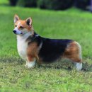 애견백과 - 펨브록 웰시 코기 (Pembroke Welsh Corgi) 이미지