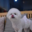 루이 펫 살롱 이미지