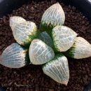 수정-101 이미지