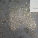 더가보